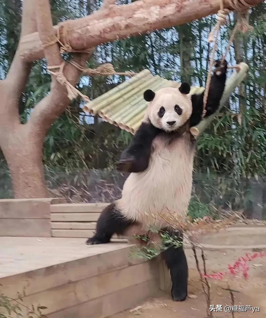 那些证明福宝是人的证据——毛皮大衣下是个小人精