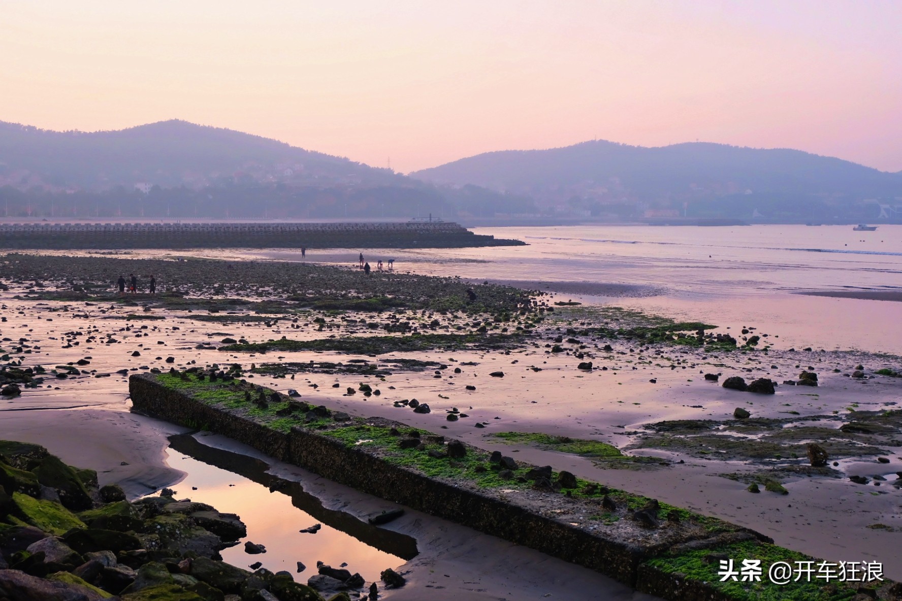 大连獐子岛有什么海鱼,獐子岛与大连海参的区别