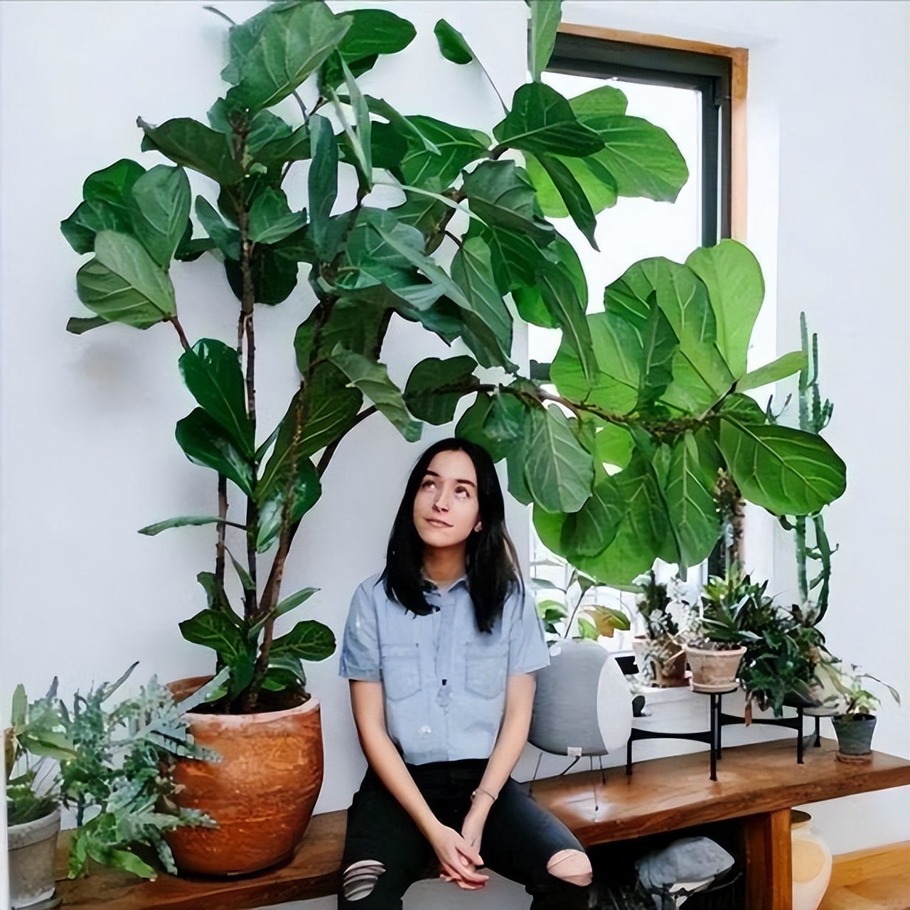 客厅养什么花好看又好养,客厅养什么花好看又好养活