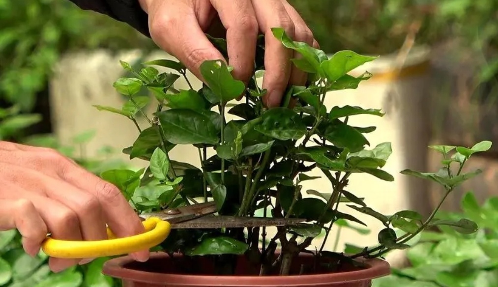 茉莉花芽少怎么养,茉莉花苞水养会开花吗