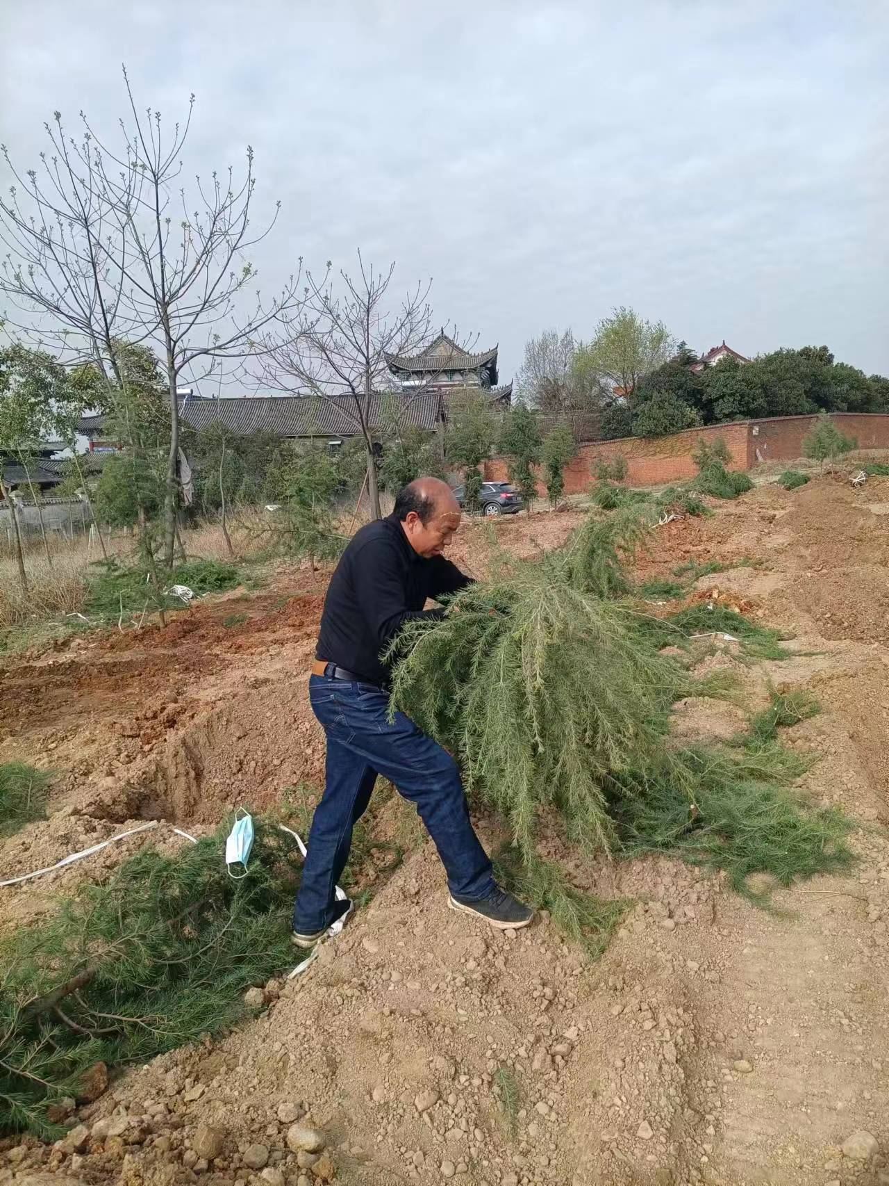 南阳朱家富：苗圃梦开出植树花