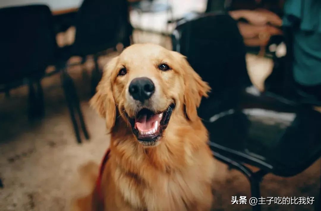 养宠知识问与答,宠兽小知识100条