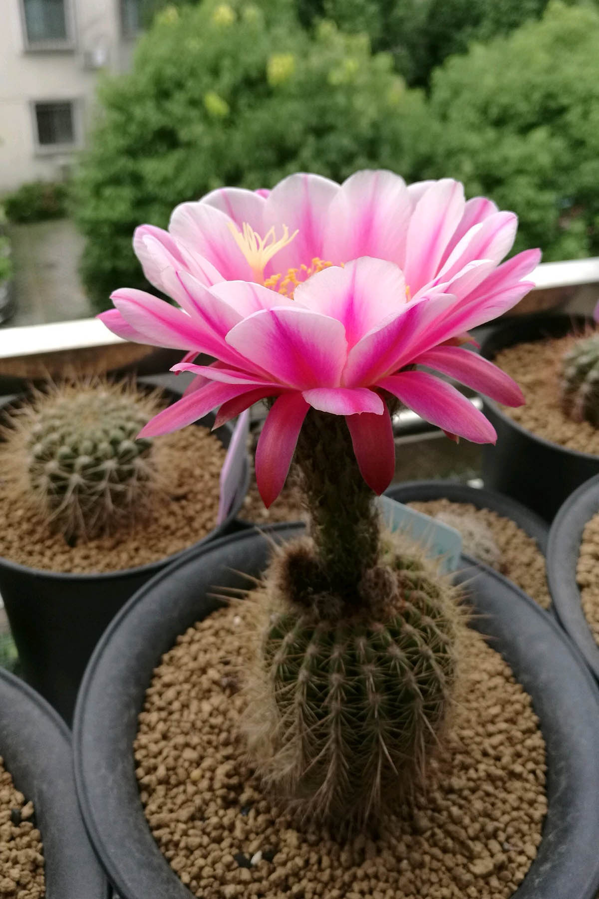 毛花柱仙人球品种大全,顶级精品仙人球花