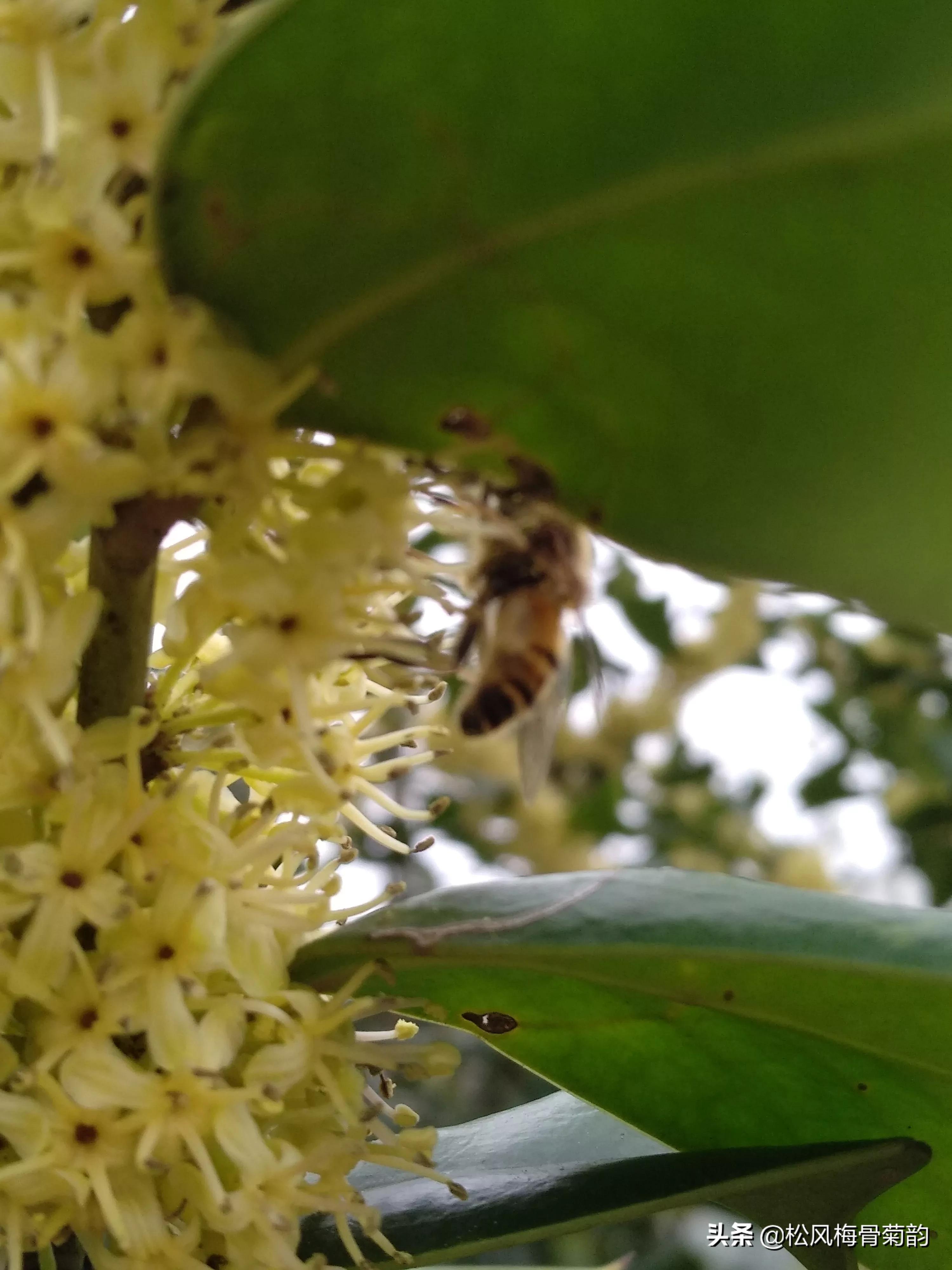 猫儿刺花香,猫儿刺为什么开花不结果