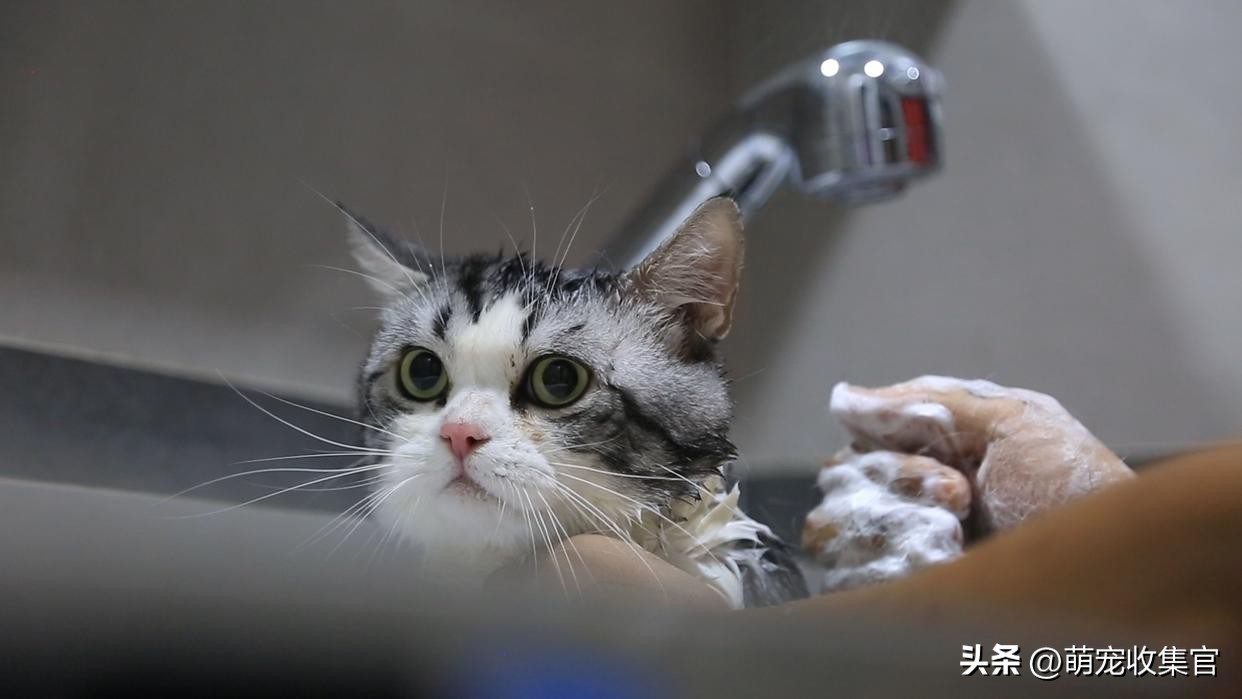 猫洗澡毛没吹干怎么办,猫害怕洗澡的形状