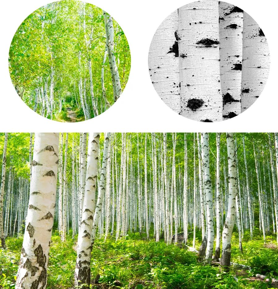 好看的森林儿童水粉画,水粉画教程儿童风景