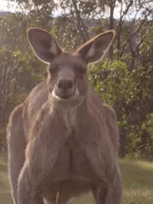 《独行月球》里的肌肉袋鼠“刚子”，真的能踹飞沈腾吗？