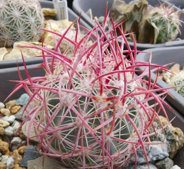 这十种花会招来鬼家里千万别养,家里养3种花忌讳