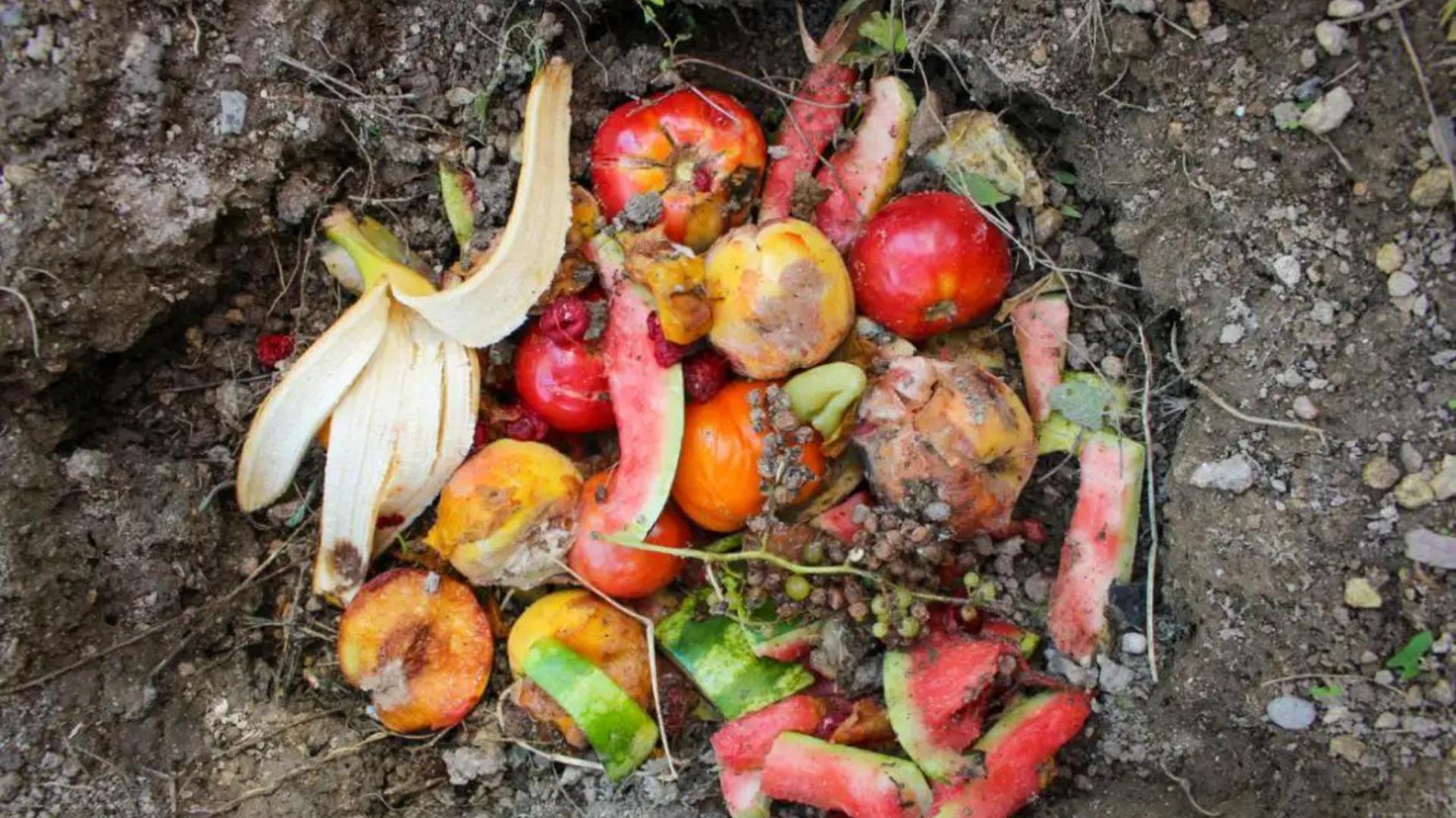 菜籽饼长蛆了还能做肥料吗,菜籽饼发酵长蛆怎么处理