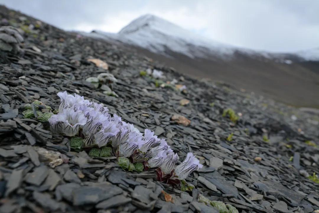 真刑，又有博主采挖“青藏雪莲花”！5-7年开花一次，开完就死亡