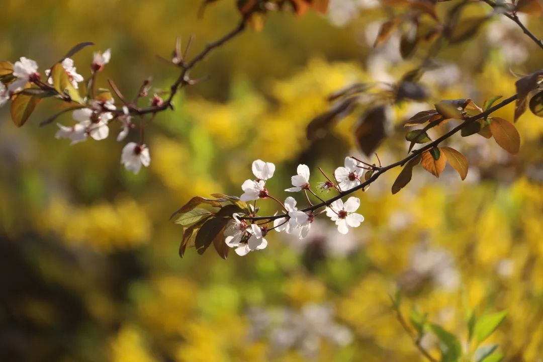 临清宛园花朝节,宛园花朝节门票