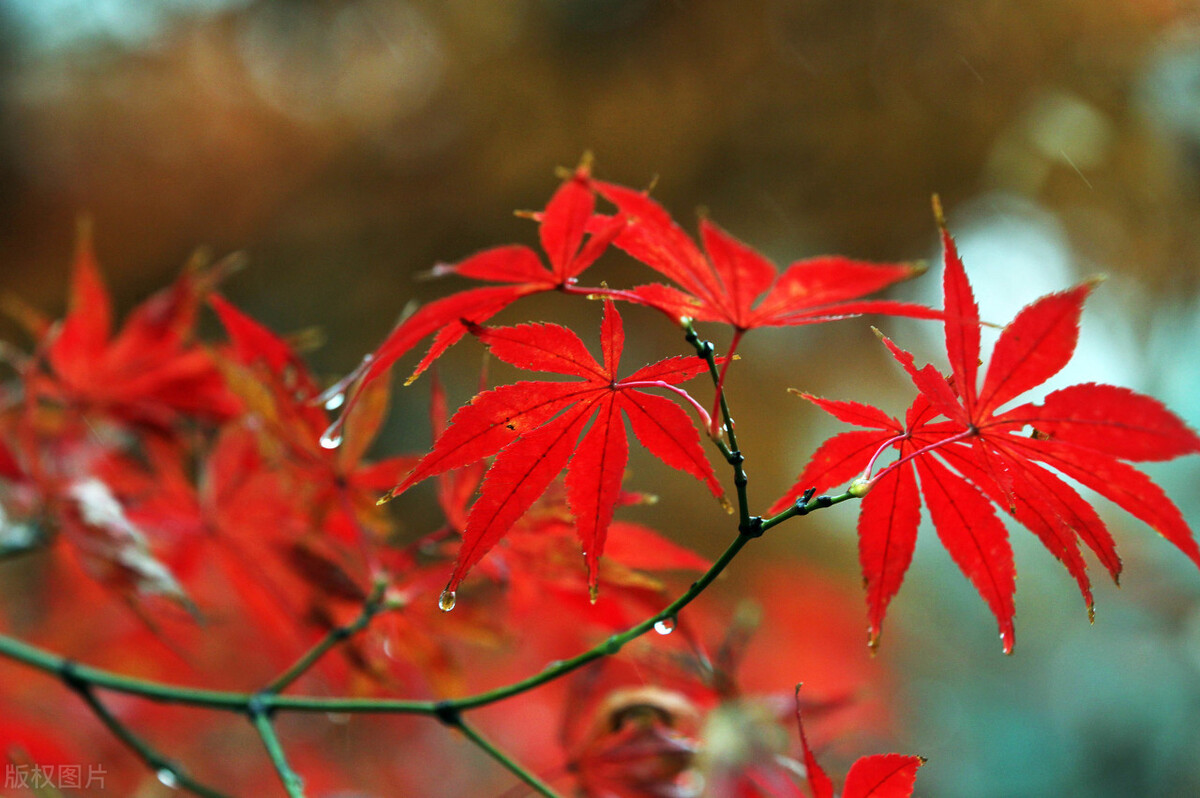 初中生优秀作文1000字大全,初中生优秀作文大全800字