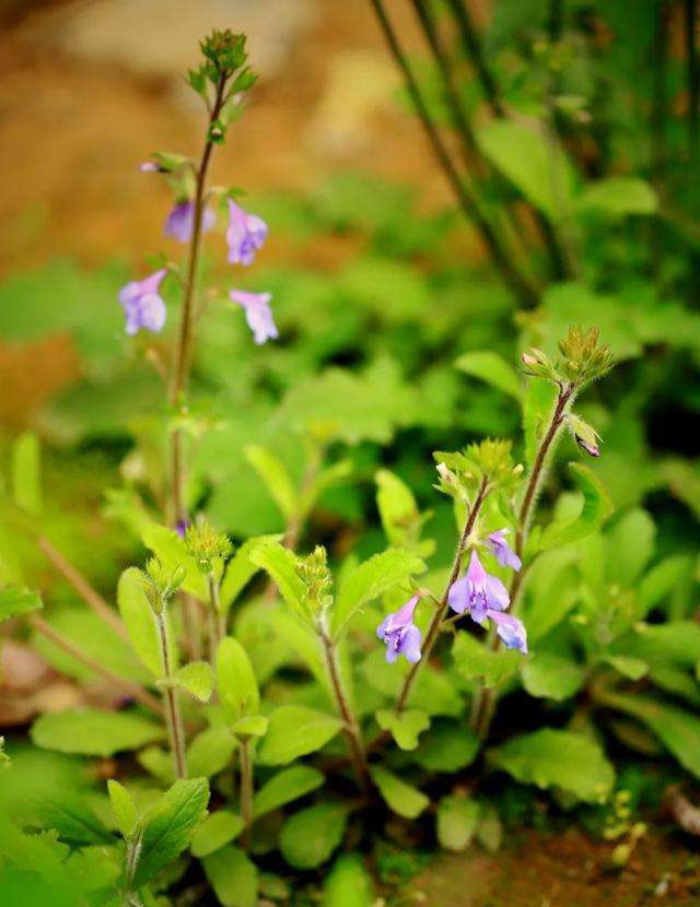 清明期间开的野花有哪些,清明节野花