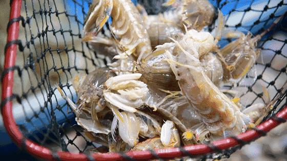 离香港只有二十几公里,距离香港最近的地方是哪里