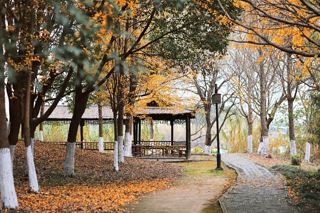 春来夏往，秋收冬藏，带你感受沙家浜的四季，别错过身边的美好