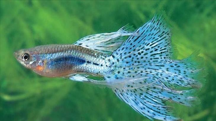 孔雀鱼的生物学特性及人工养殖和繁育技术
