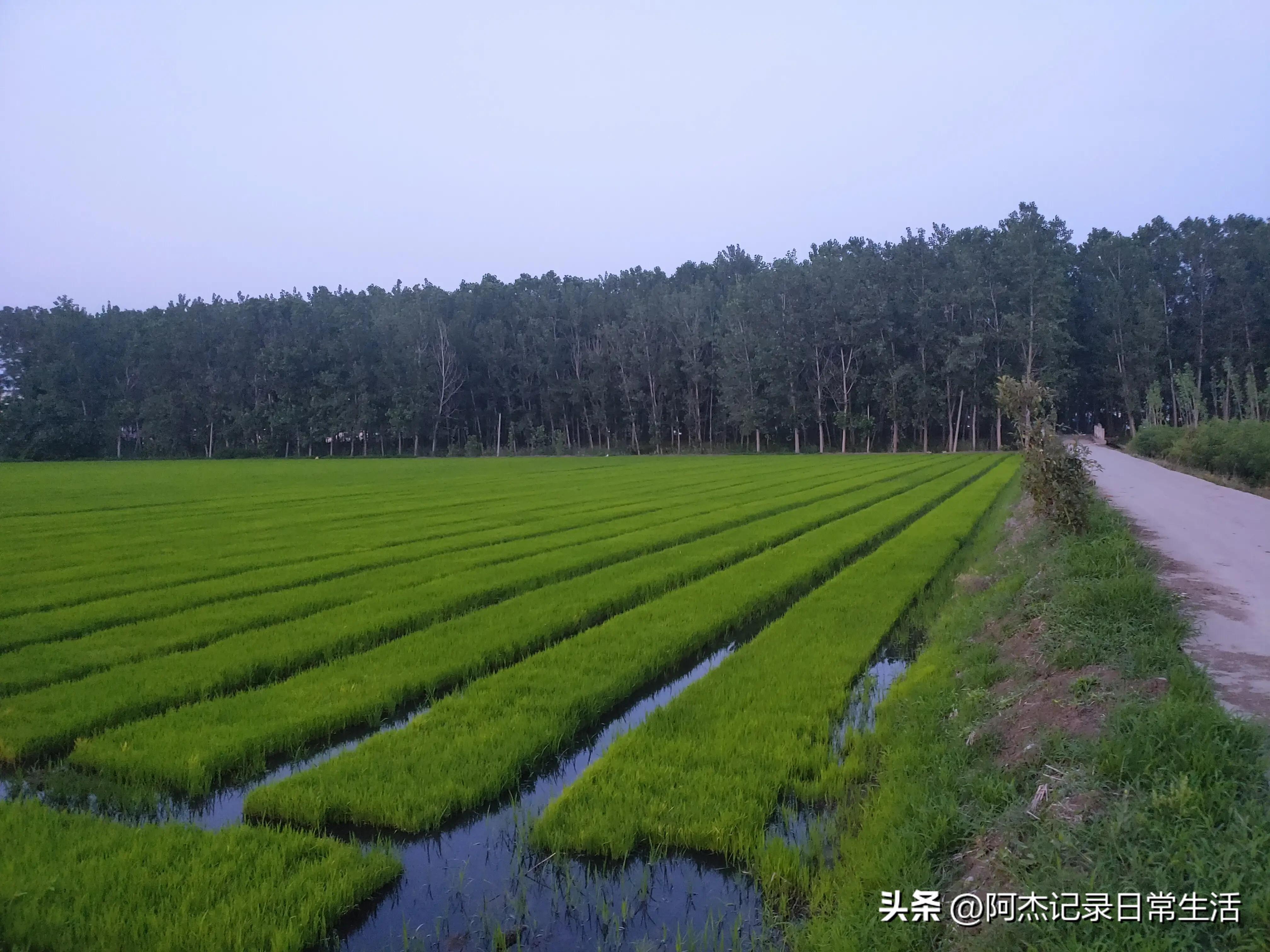 无土种植水稻的具体方法,日本水稻种植方法视频