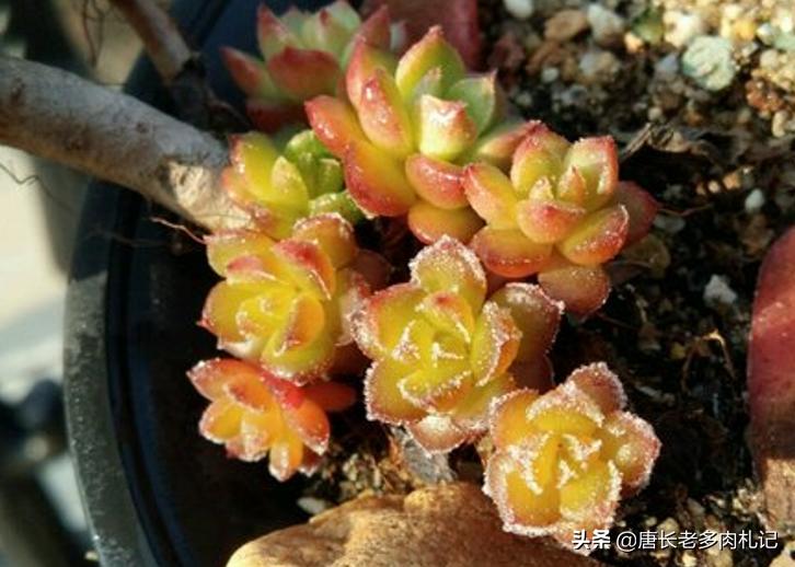 多肉丢在土里就行了吗,多肉遗弃大棚