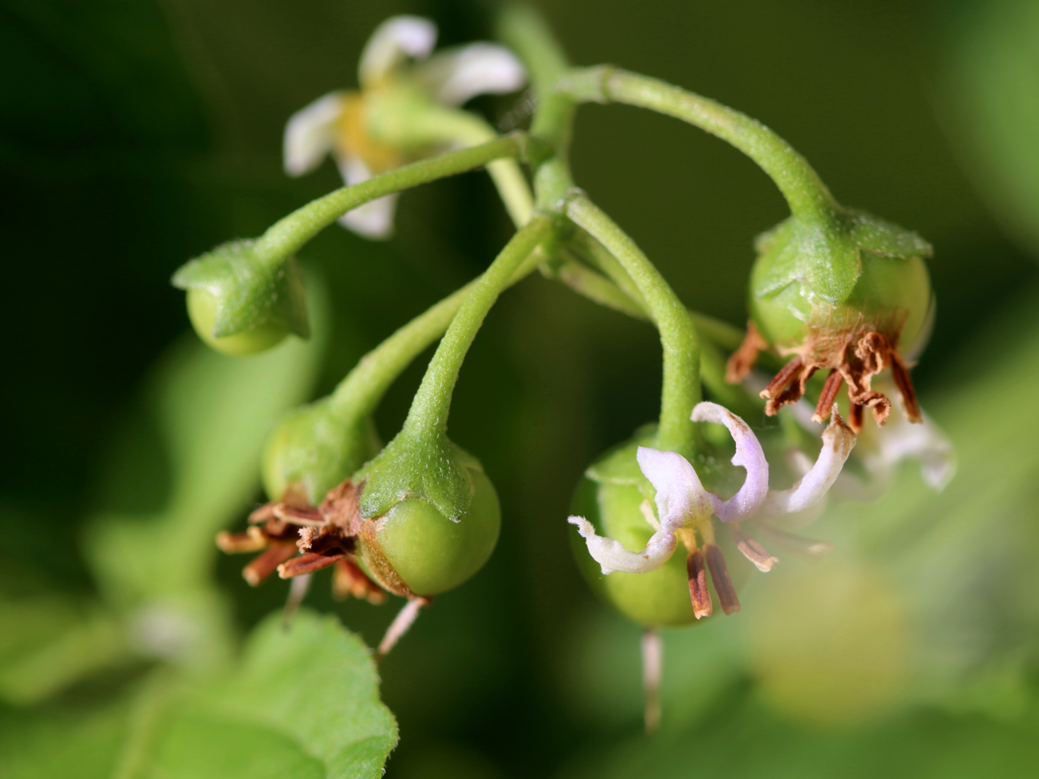 龙葵果小时候的味道,小时候的零食龙葵果