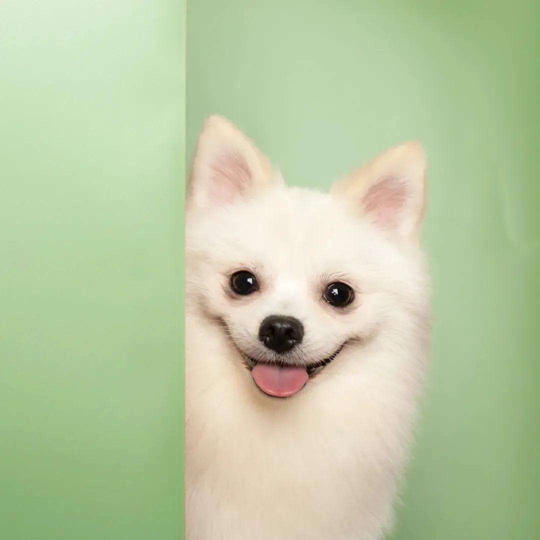 养宠物残忍还是虐待动物残忍,养狗算虐待动物吗