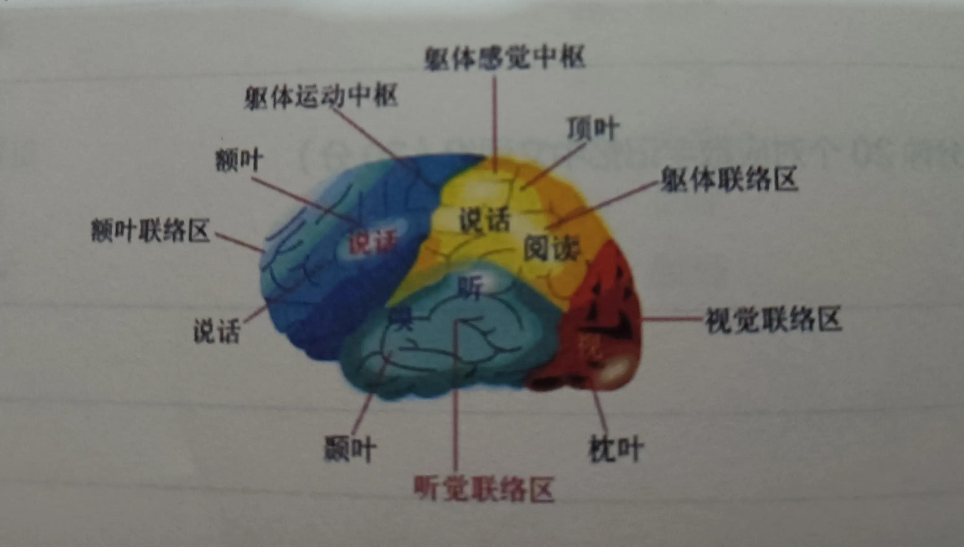 提高记忆力和学习能力,提高记忆力的方法最强大脑