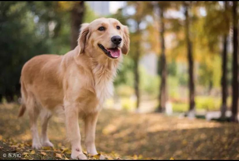 狗狗呕吐拉稀不吃东西还能活多久,狗狗老了站不起来了还能活多久