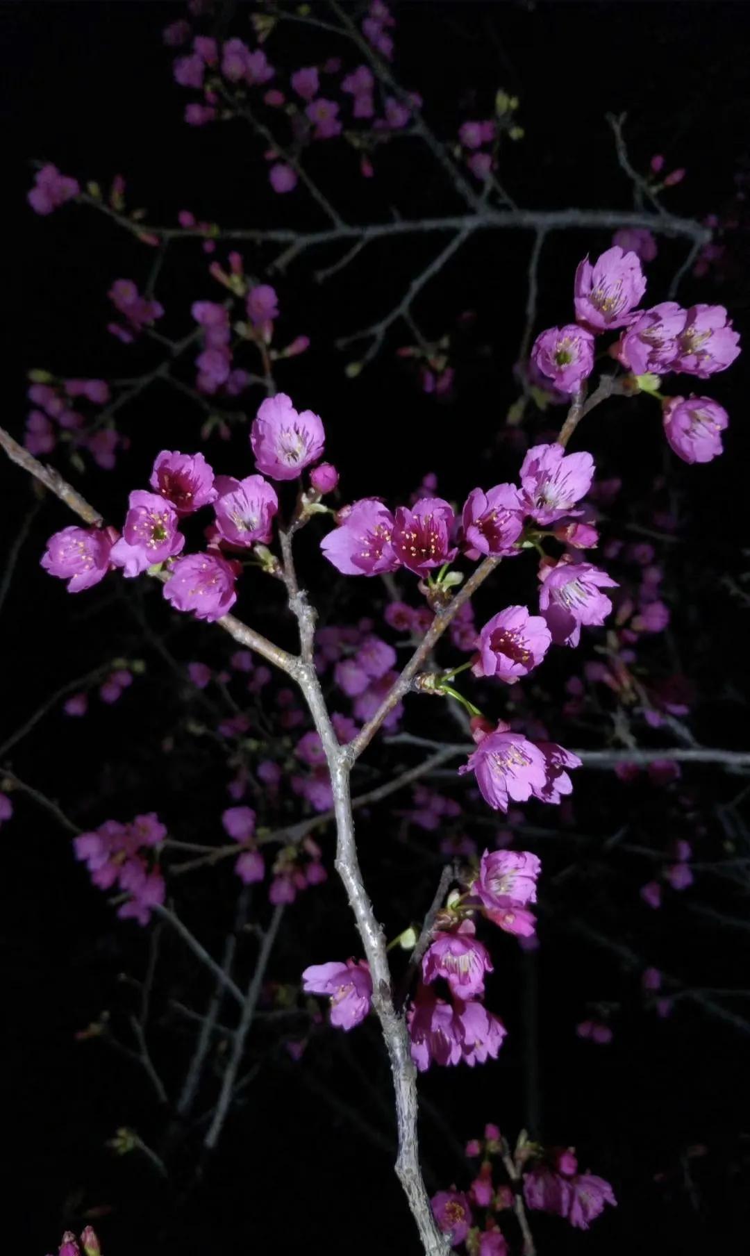 广州创业公园樱花,创业公园樱花花期过了么