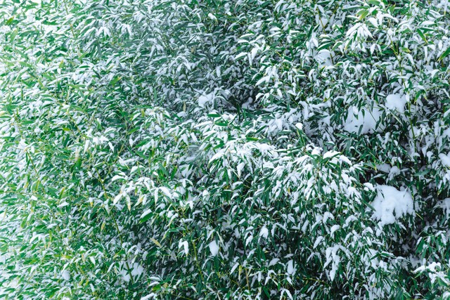 夏天竹子诗句古诗大全,写风吹绿竹的诗词