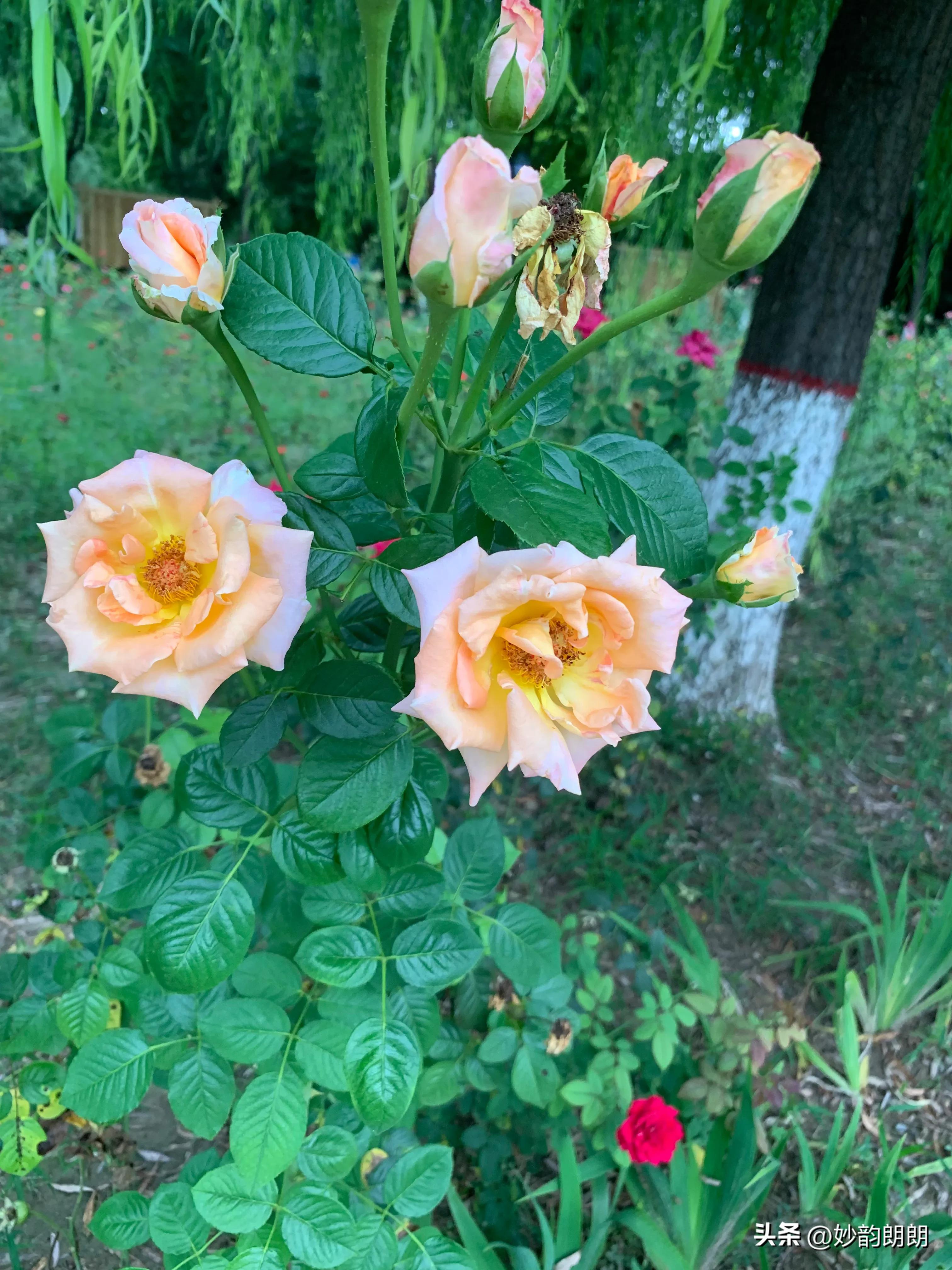 日本已正式开始核污水排海,如何看待日本核废水排海事件