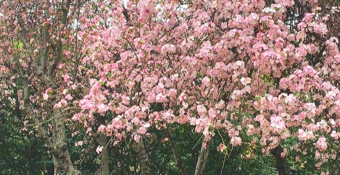 郑州有哪些值得游玩的景点推荐,郑州值得去的旅游景点有哪些