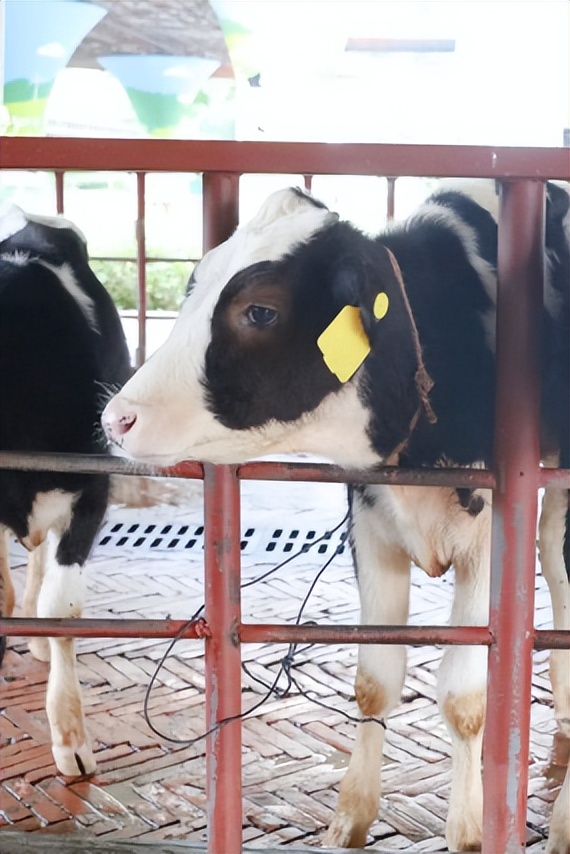 光明旅游攻略大全集,光明一日游必去的地方