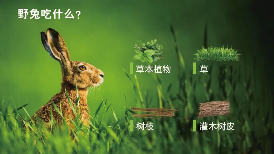 兔年说兔,让我们重新认识一下兔子