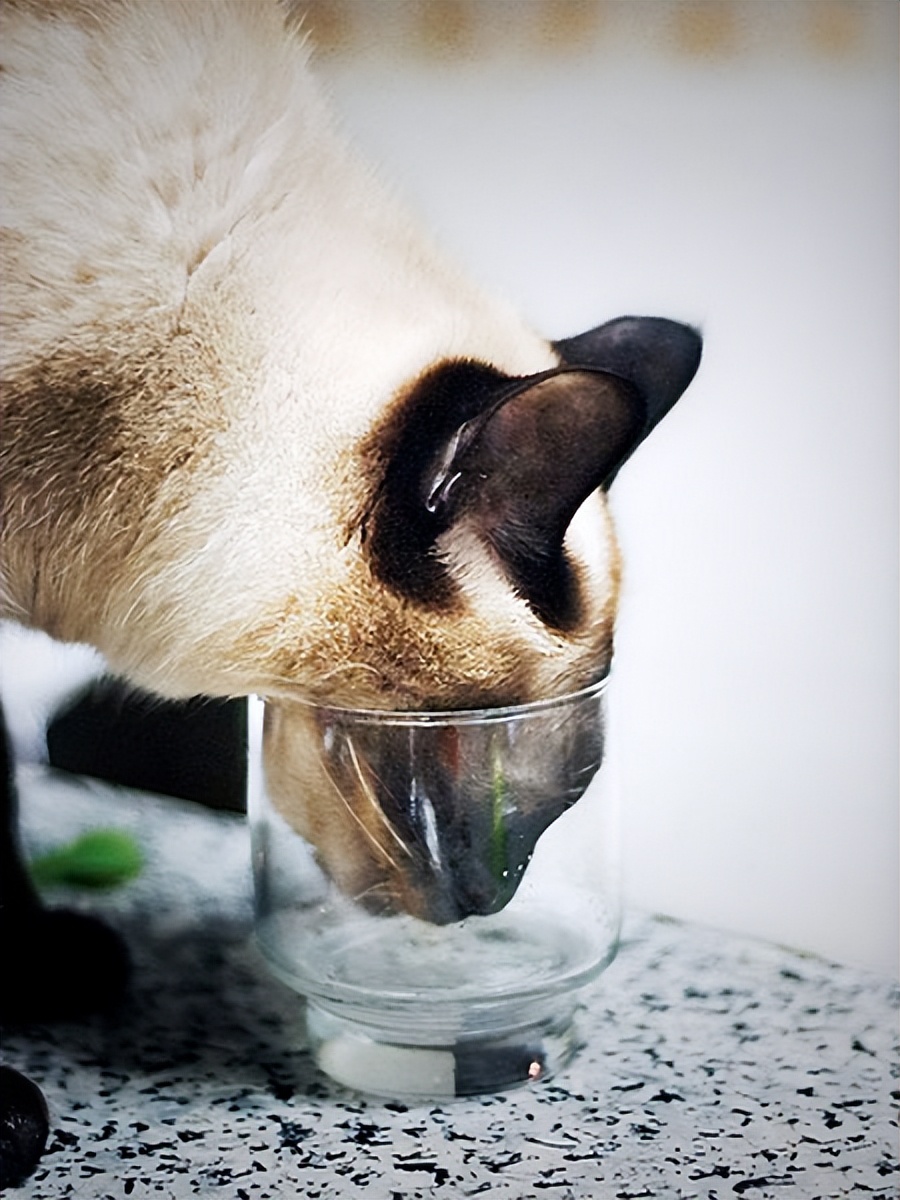 猫咪会因为天气变化不爱喝水吗,猫咪不爱喝水可以把猫粮泡水喂吗