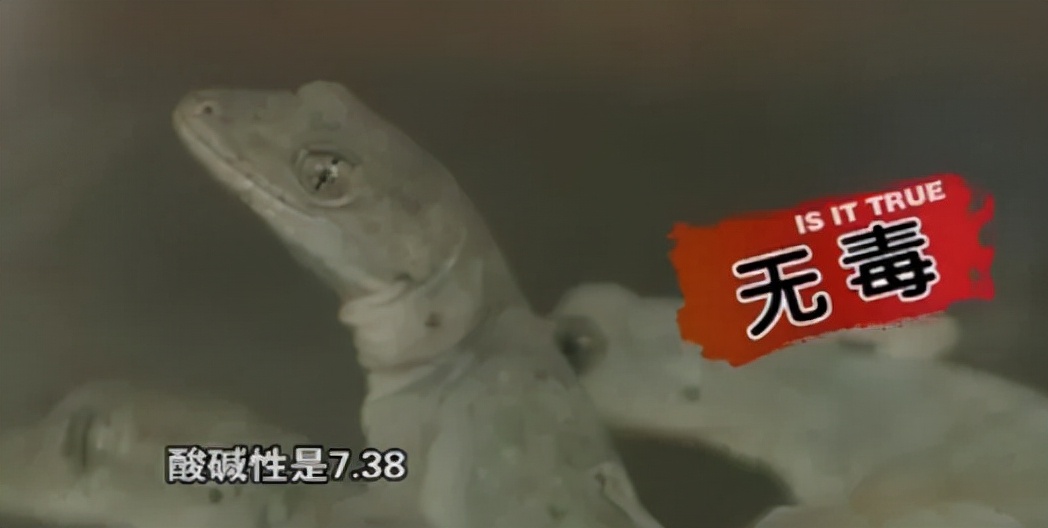 家里进了壁虎可以不理吗,家有壁虎需要留住吗