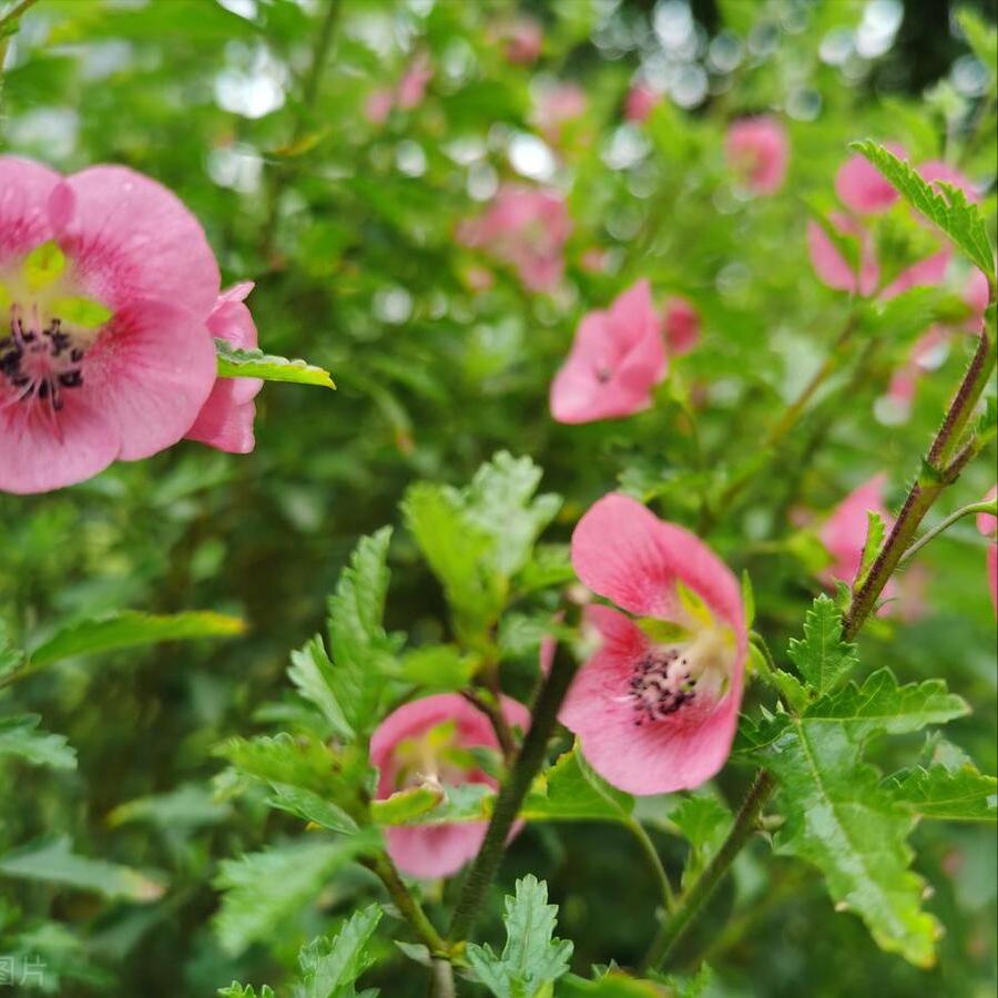 盆栽小木槿开花后修剪,小木槿花花开后的养殖方法