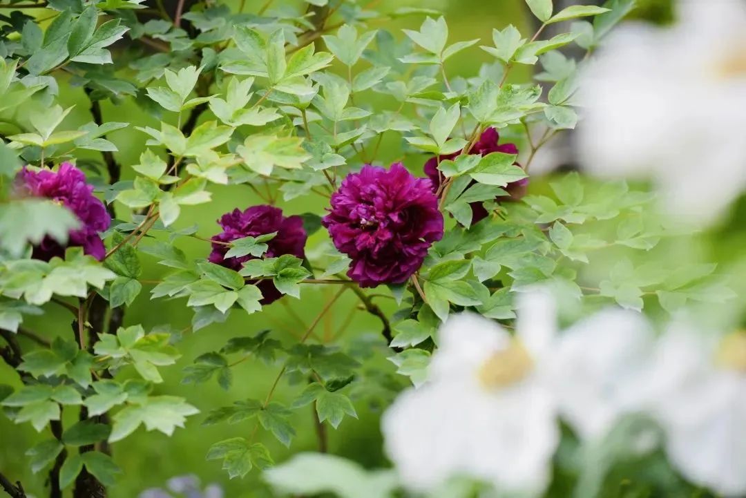 小众公园北京,北京欧式小众公园