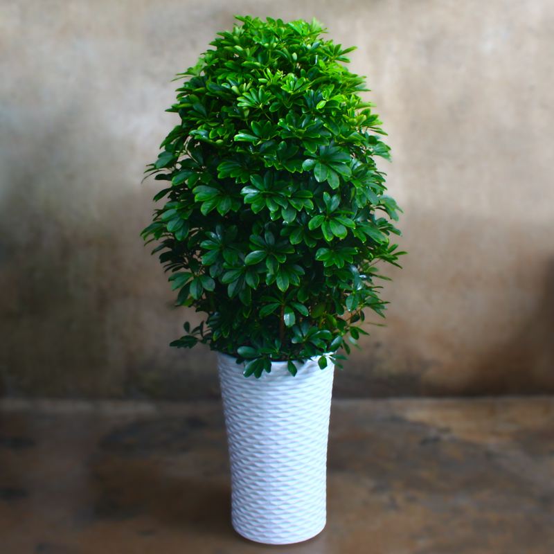 客厅绿植既好看又好养简单,最适宜客厅放置的15种绿植