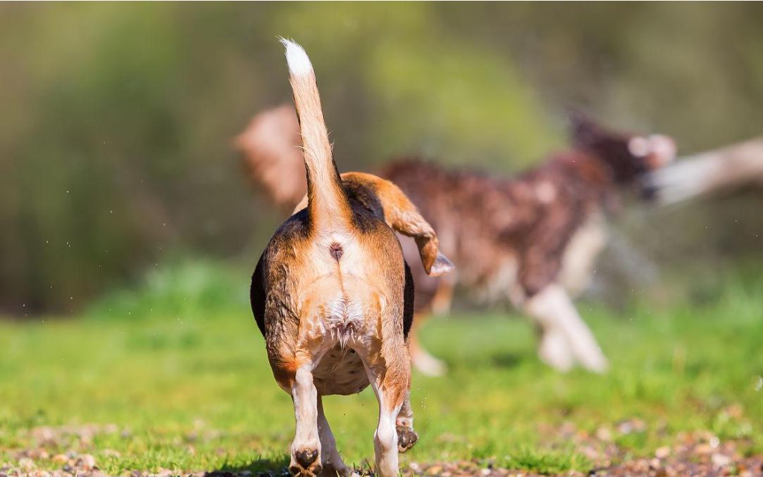 动物在交配前，为啥会先闻对方的屁股，小小肛门释放了多少信息？