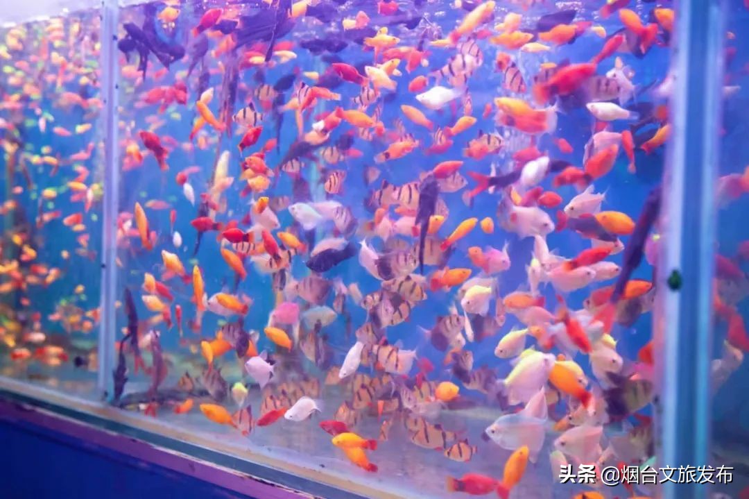 烟台祥和花鸟市场,烟台花鸟市场