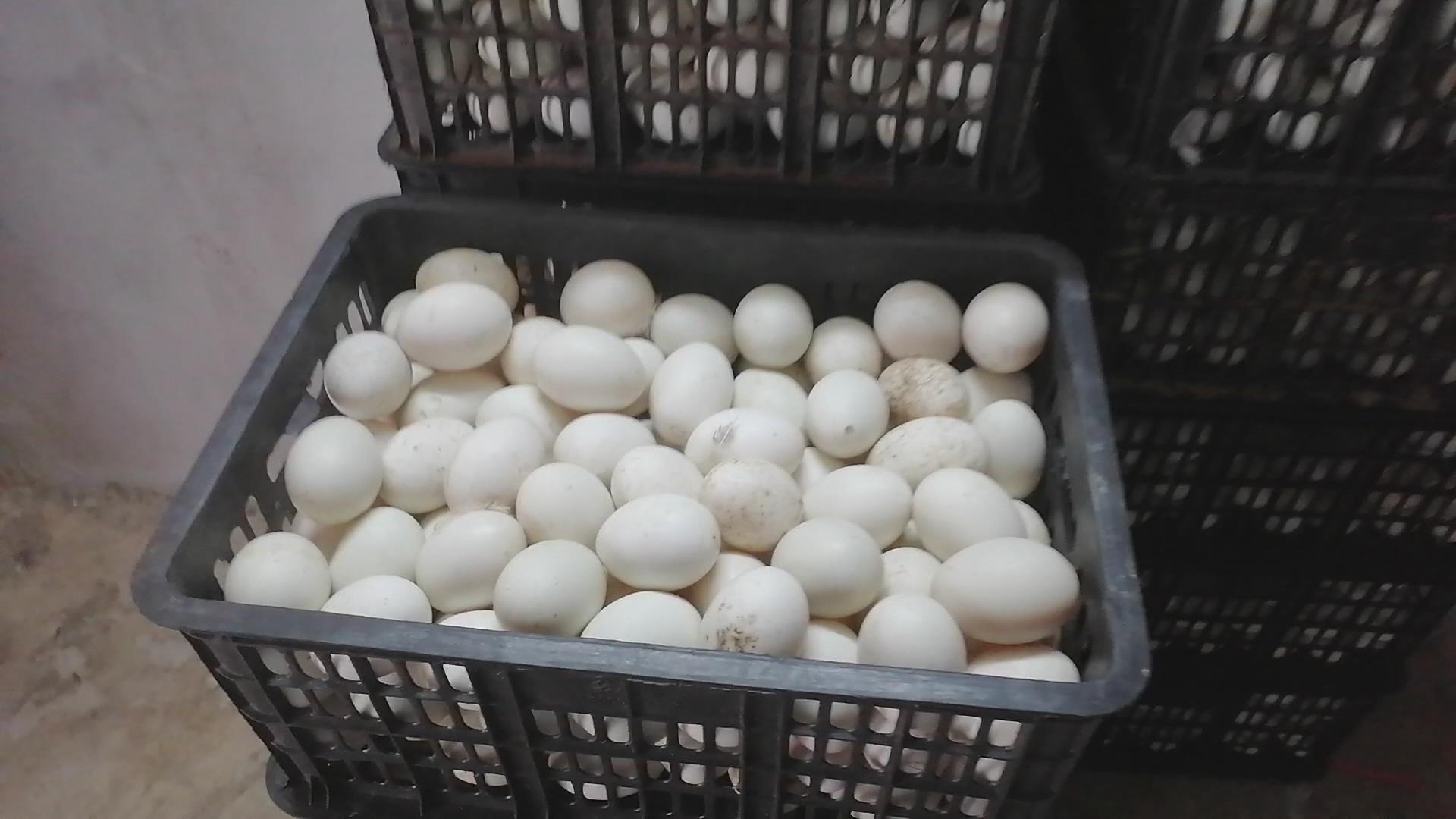 蛋鸭怎么养殖产蛋高,产蛋鸭的养殖技术