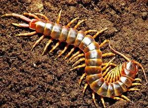 蜈蚣为什么能吃毒蛇,蜈蚣是毒蛇的最大克星