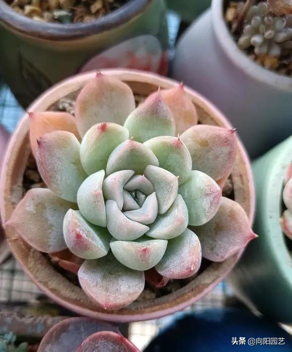 网上买的多肉，为啥养不活？多肉质量有问题，养护技术不足