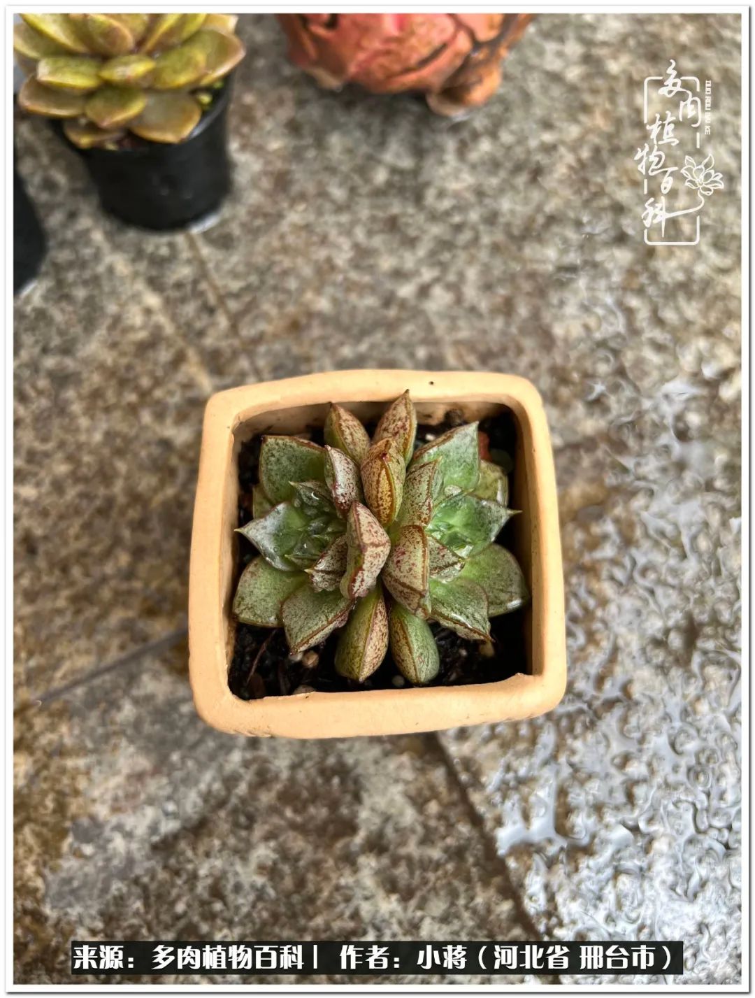 我与多肉植物之间的故事,我和多肉十二卷的故事100字