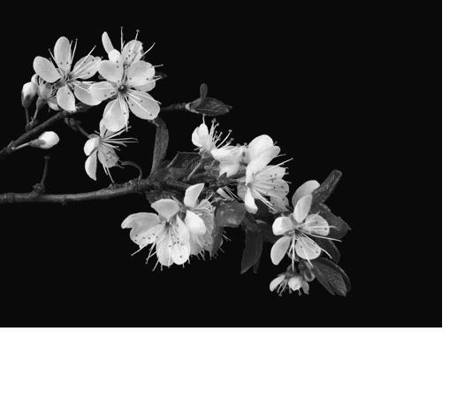 母亲节诗词精选,母亲节古诗词59字