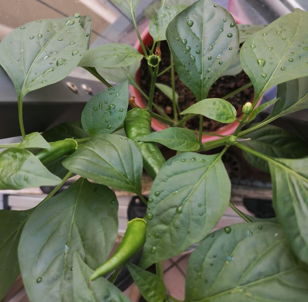 收服鼠精 (澳洲鼠精)