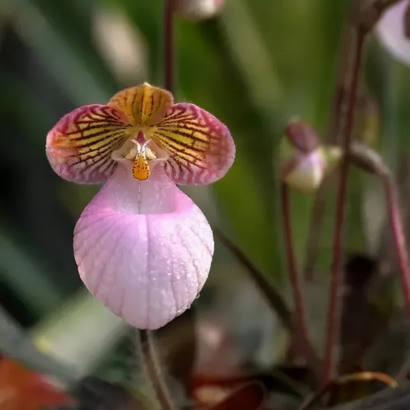 快来看看，兰花的世界真奇妙|壹木星球No.14