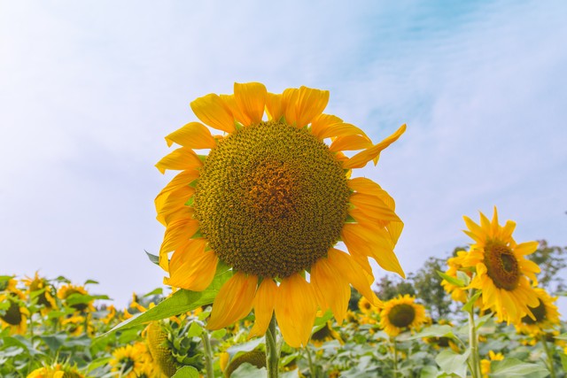 电商文案写作技巧有哪些内容,电商文案的写作步骤是怎样的