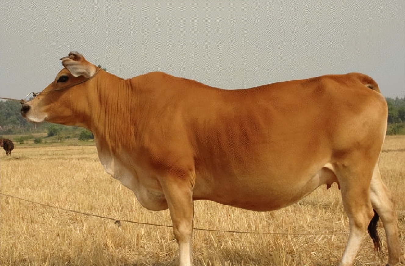 牛不反刍怎么办怎么治疗,牛不反刍怎么治疗