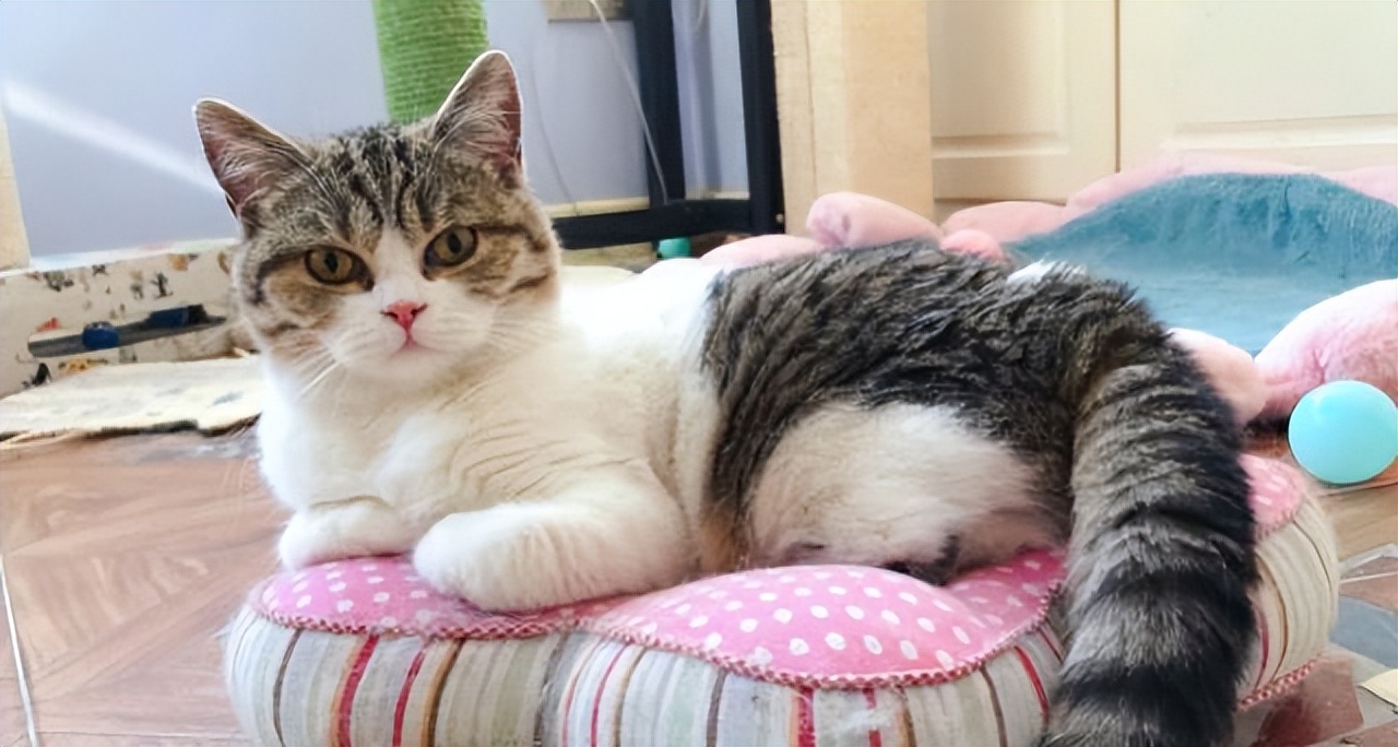 旺家的猫咪特征是什么样的,猫咪旺家的特征对照看看你养到没