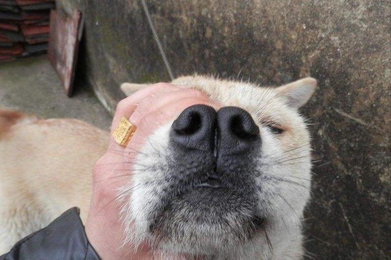 怎么挑选一条好狗秘诀,挑狗的正确方法和口诀